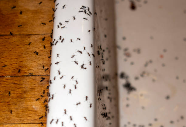 Best Affordable Pest Control Services  in Jacksboro, TN